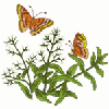 BUTTERFLIES 11