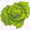 LETTUCE