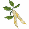 WAX BEANS