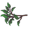 TREE BRANCH