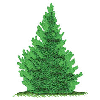 PINE TREE