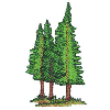 PINE TREES