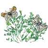 BUTTERFLIES