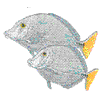 SURGEON FISH