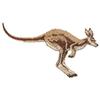 KANGAROO