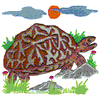 TORTOISE