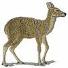 MUSK DEER