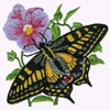 PAPILIO MACHAON