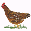 HEN