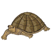 TORTOISE