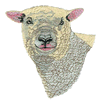 SOUTHLOWN SHEEP