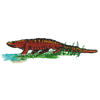 CROCODILE