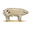 GLOUCHESTER PIG