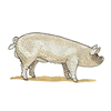 MIDDLE WHITE PIG