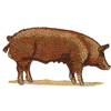 TAMWORTH PIG