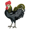 SPANISH ROOSTER