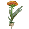 FLORAL BULB