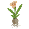 FLORAL BULB