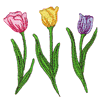 TULIPS