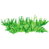 GRASS