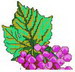 grape09a