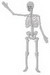 Skeletn2