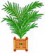 Palm5