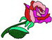 rose13