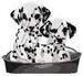 Dalmation Puppies SM