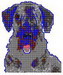 Terrier Cesky