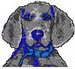 Weimaranerpup Bailey Sm