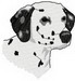 dalmation1