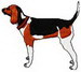 Coondog