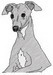 Italian Greyhound