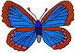 Butterfly1.1