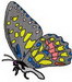 Schmetterling016