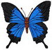 Schmetterling017