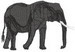 elefant04