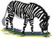 zebra201