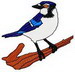 Bluejay