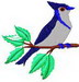 Bluejay3