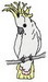 Cockatoo010