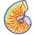 Nautilus Shell