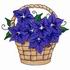 Balloon Flowers