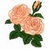 Apricot Roses