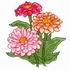 Zinnias