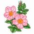 Wild Roses