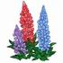 Lupins