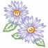 Asters