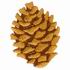 Pine Cone